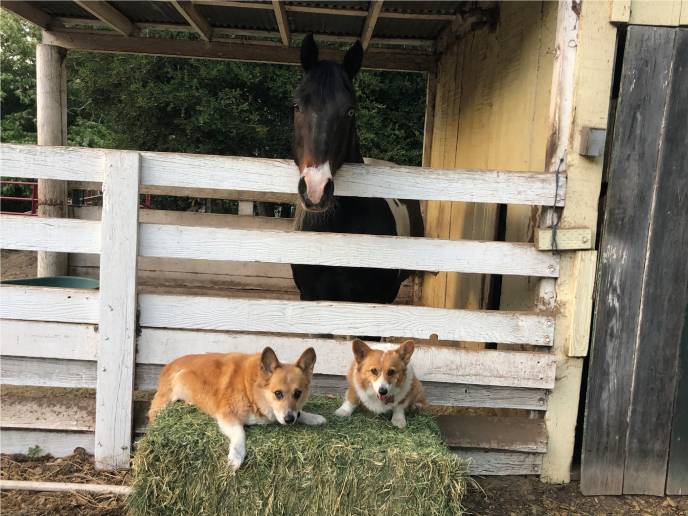 A horse and dogs in a stable