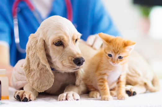 puppy and kitten at vet