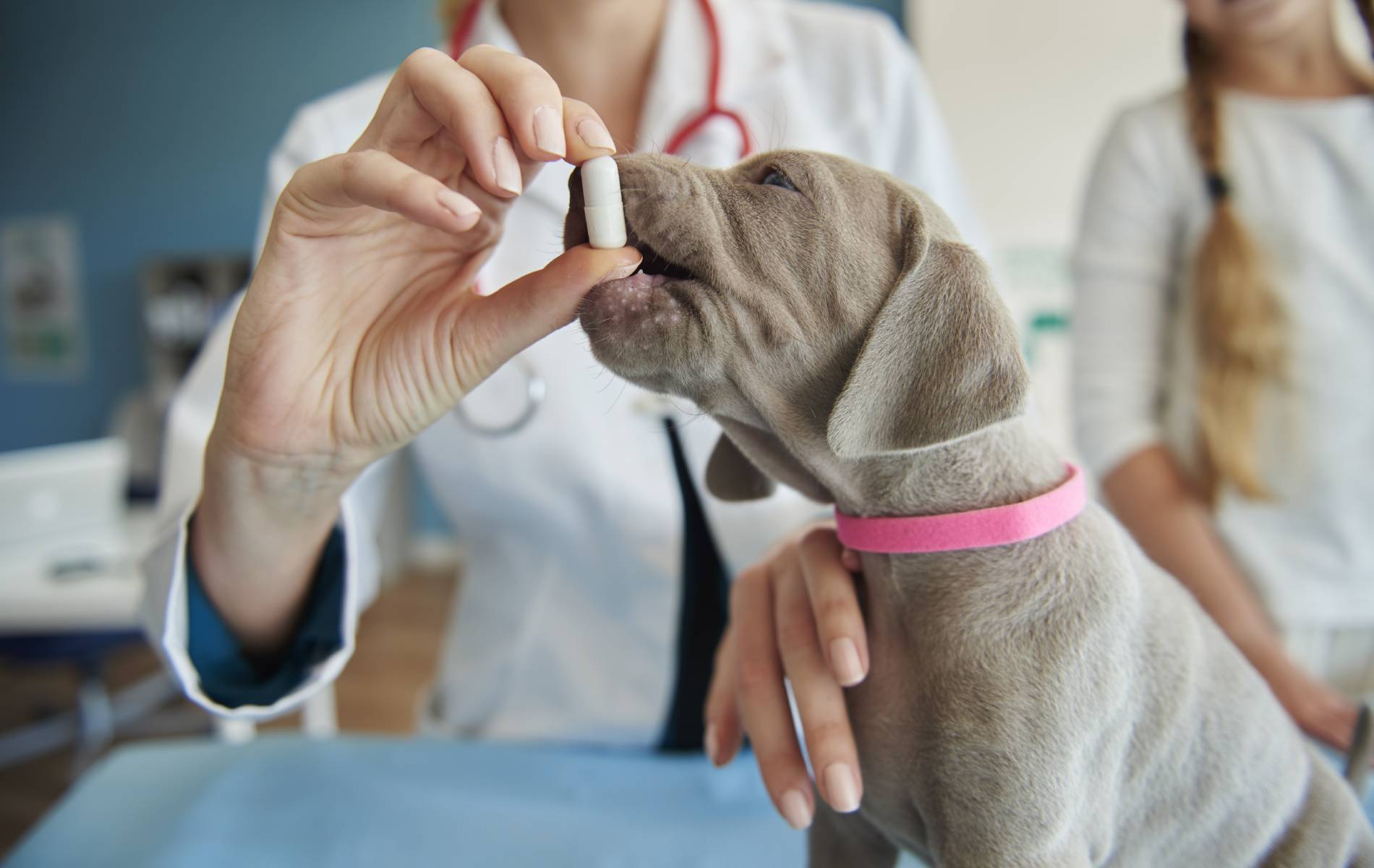 A dog being fed medicine by a doctor