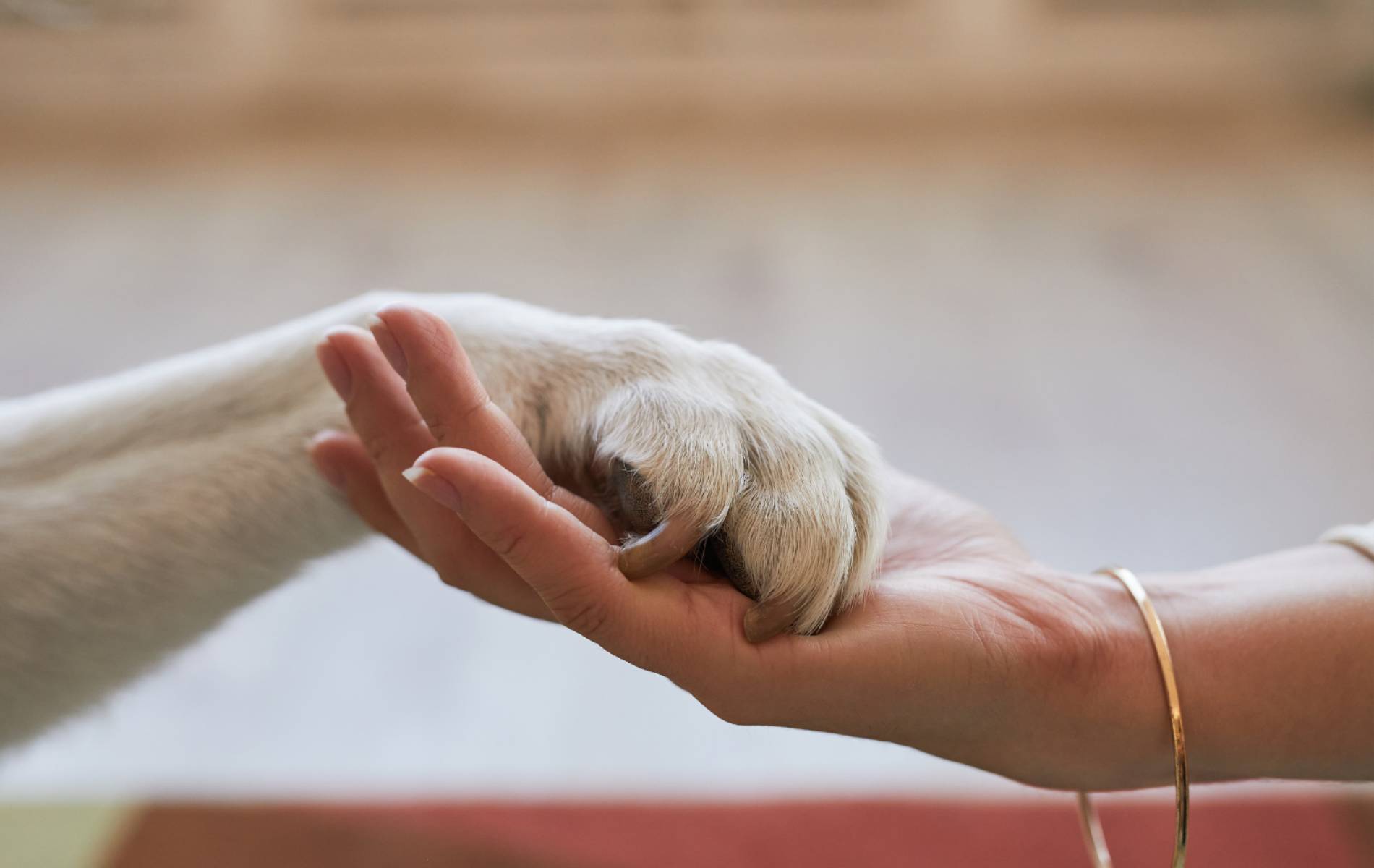 A dog paw and a person hand