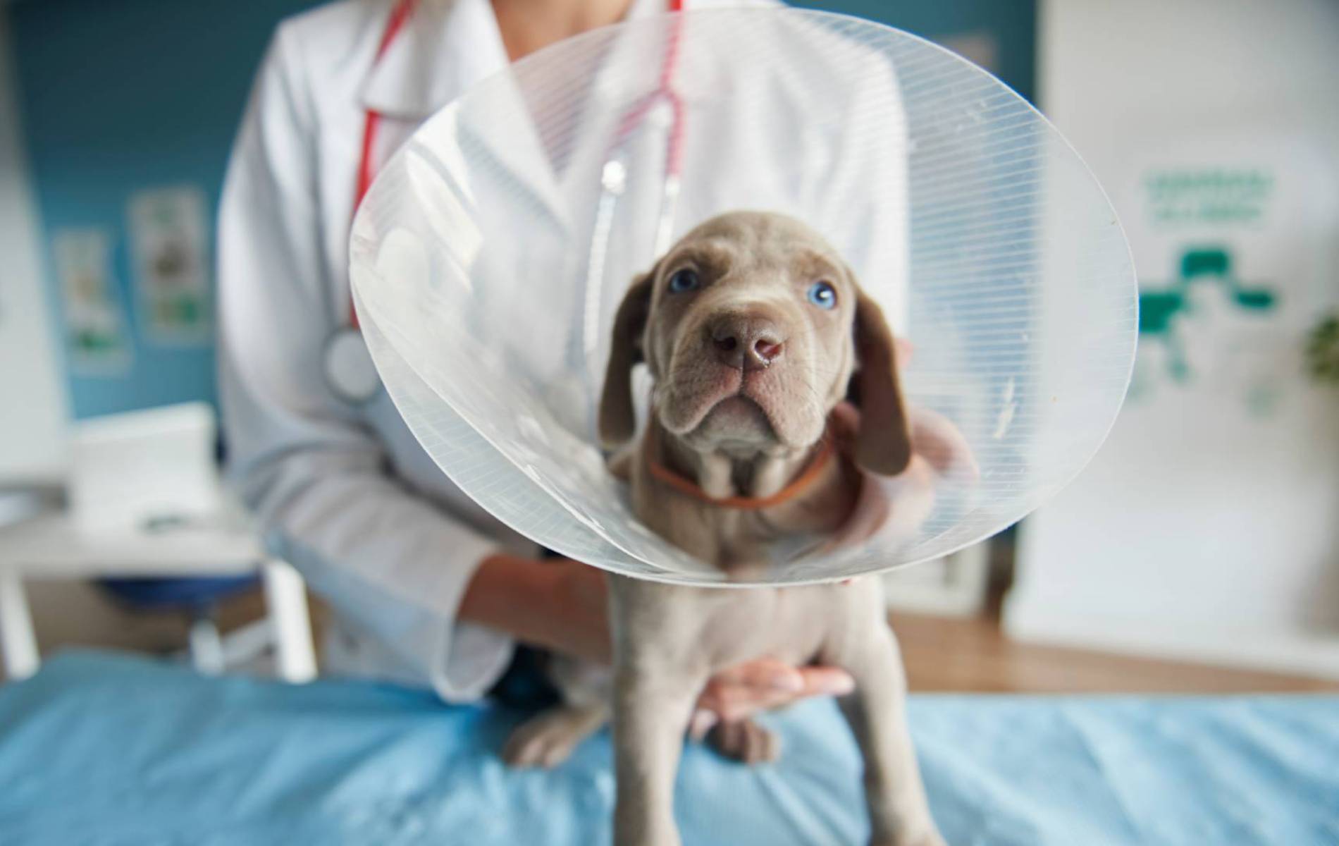 A dog wearing a cone around its neck