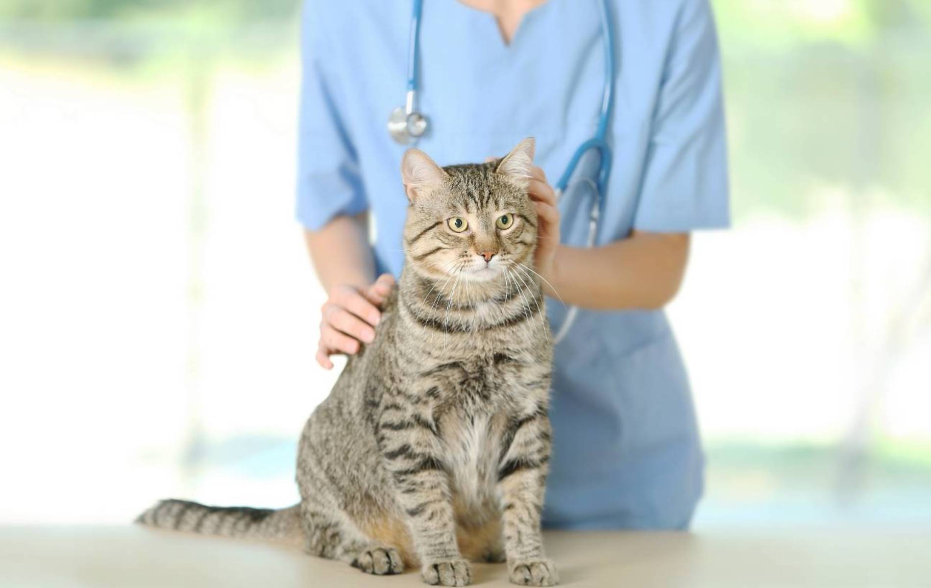 A person in scrubs petting a cat